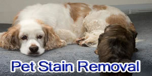 pet stain removal
