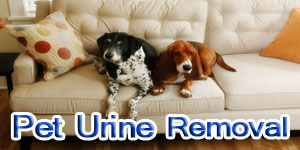 pet urine removal